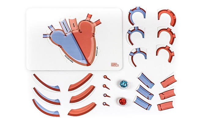 Зүрхний цохилт