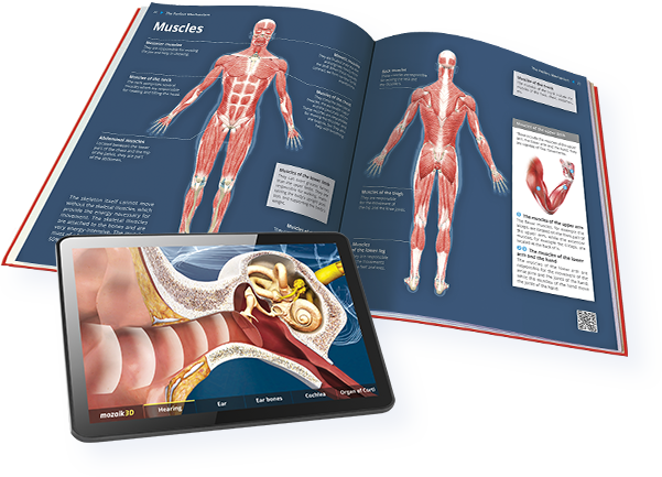 3D нэвтэрхий толь бичиг