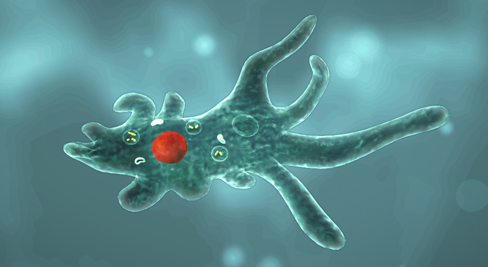 Амеба протист