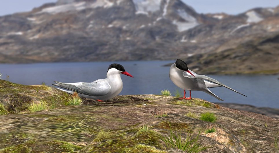 Умардын хараалай