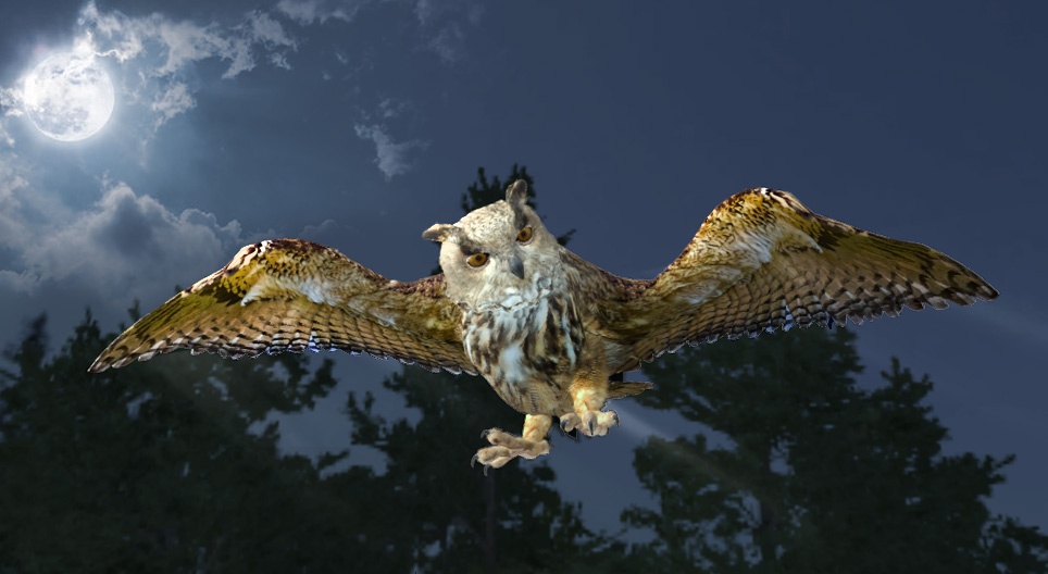 Эгэл шар шувуу