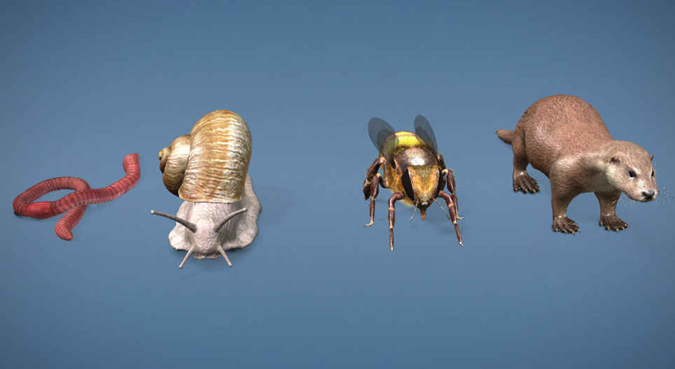 Гэрэл-илрүүлэгч эрхтний олон талт байдал