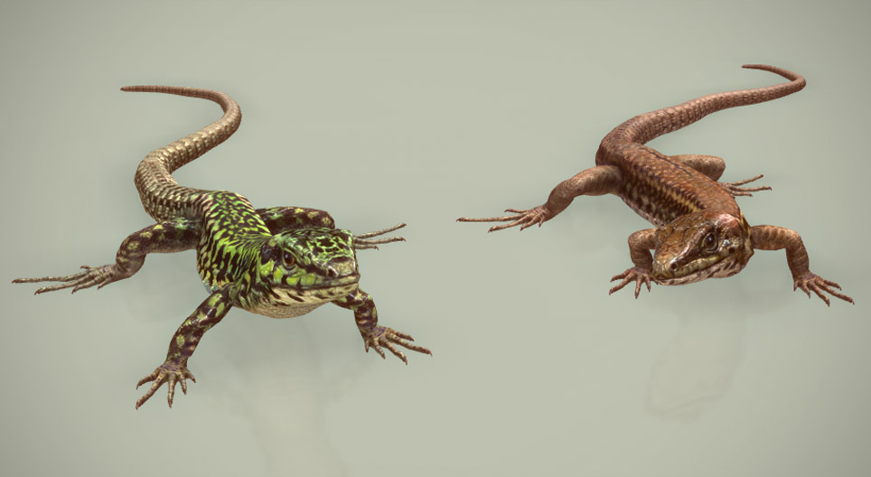 Мальт хананы гүрвэл