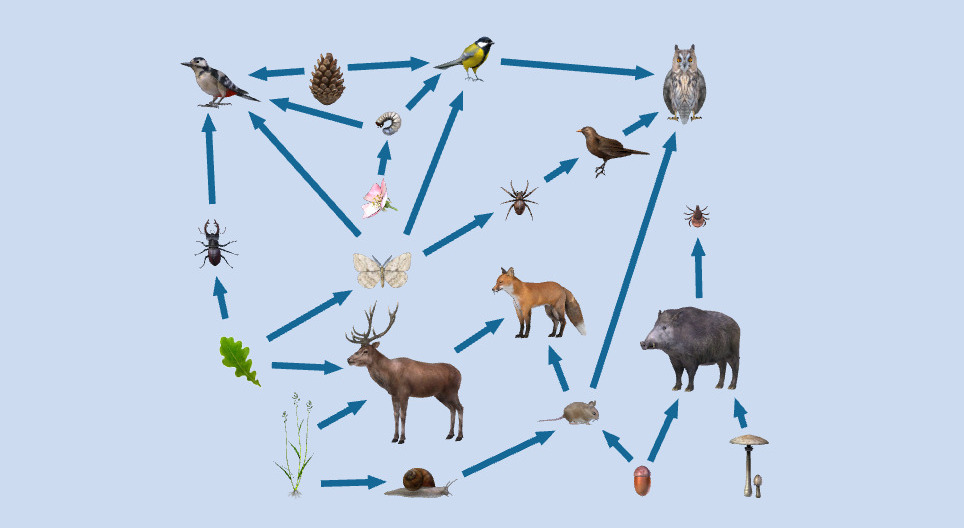 Идэш тэжээлийн хэлхээ