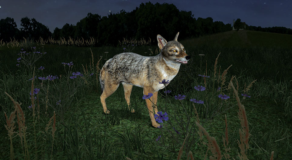 Алтан жаккал