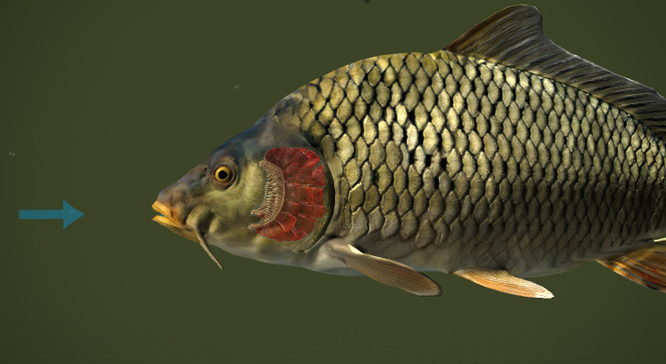 Загас хэрхэн амьсгалдаг вэ?