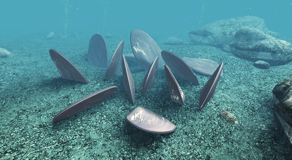 Цэнгэг усны сувдны хясаа