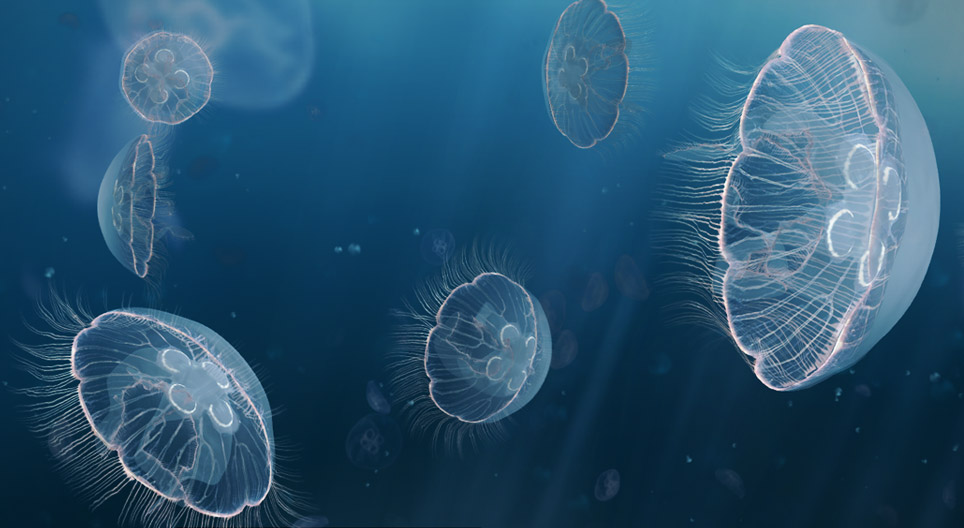 Медуз (залхаг)