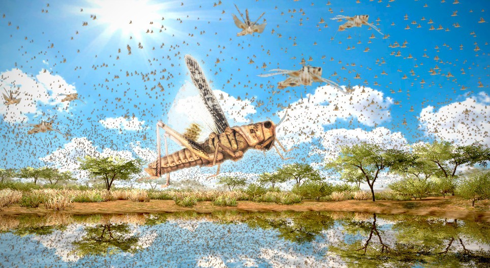 Migratory locust