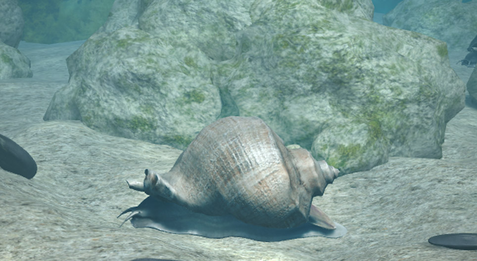 Рапана веноза