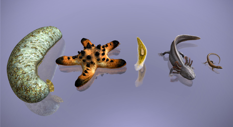 Амьтны аймаг дахь регенераци