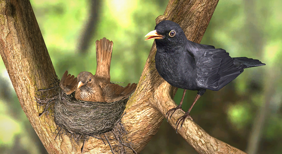 Энгийн хар хөөндэй