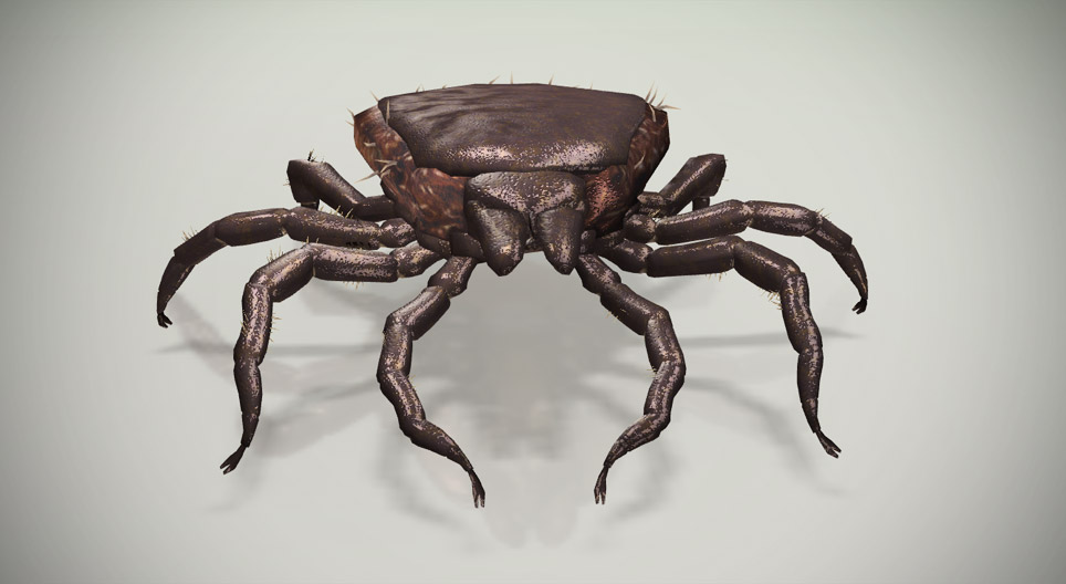 Нохойн хачиг