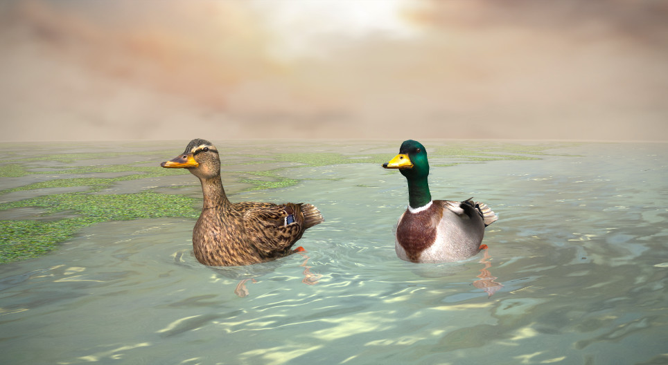 Зэрлэг нугас