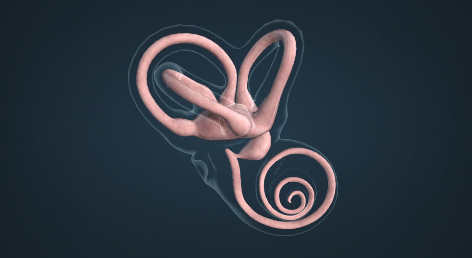 Тэнцвэрийн мэдрэхүй