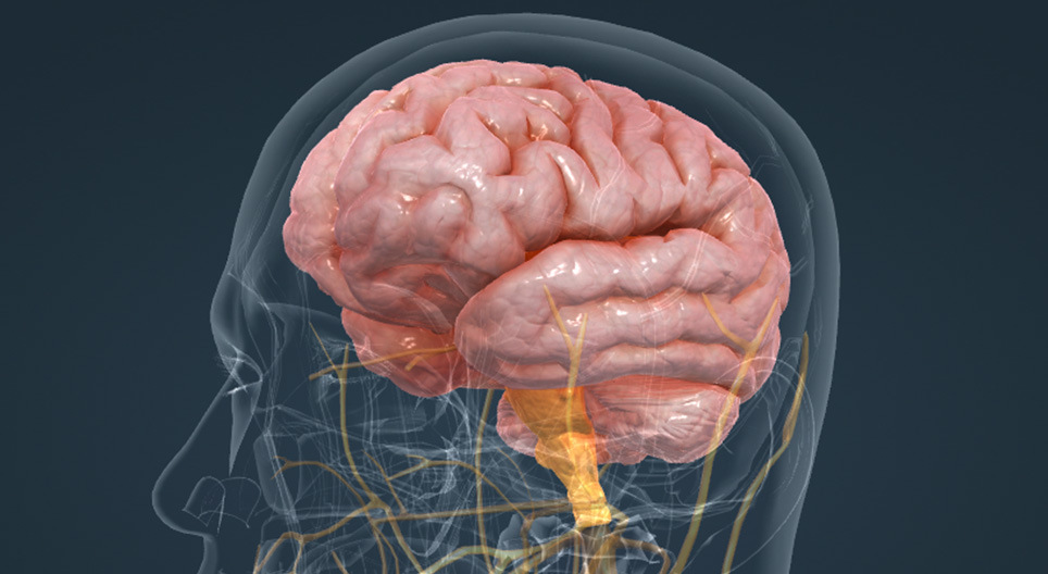 Хүний тархи