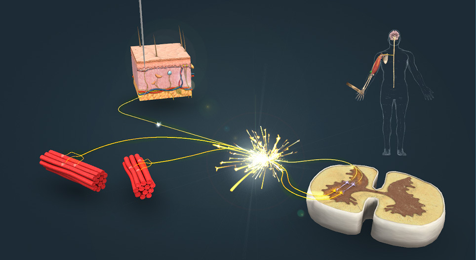 Татах рефлекс