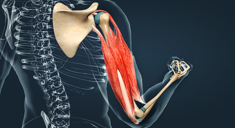 Мөрний булчингууд