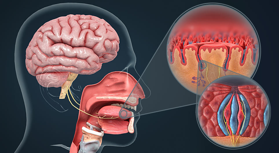 Хүний амтлах мэдрэхүй