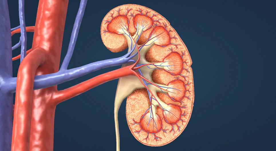 Ялгаруулах эрхтэн тогтолцоо