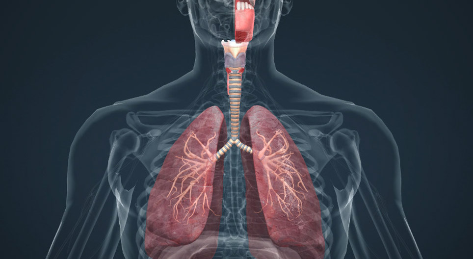 Амьсгалын эрхтэн тогтолцоо