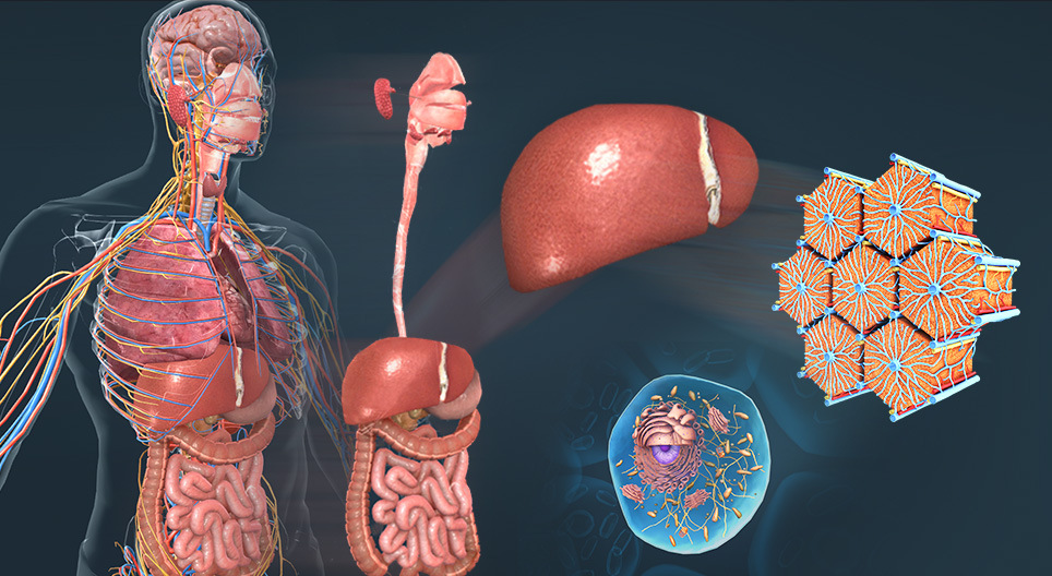 Биологийн организмын түвшин