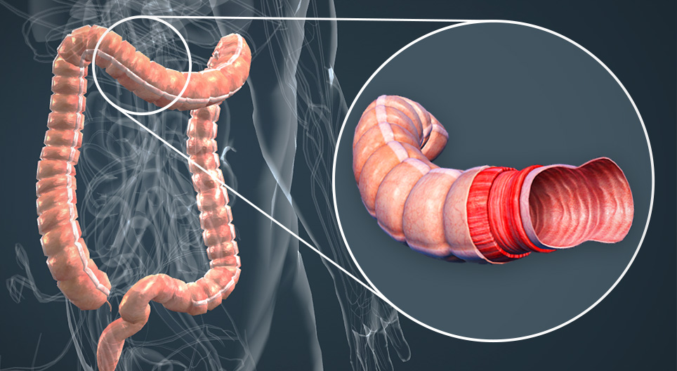 Бүдүүн гэдэсний бүтэц