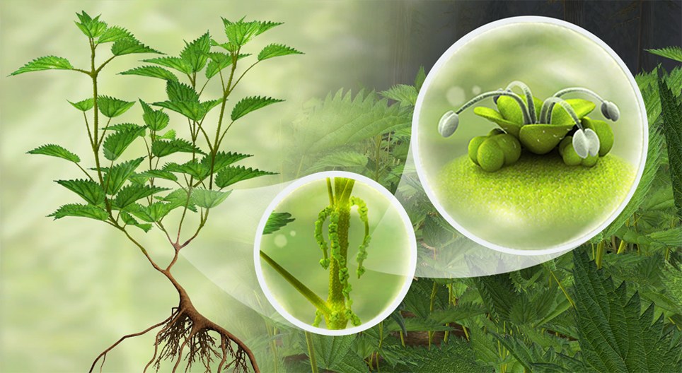 Хоёр гэрт халгай