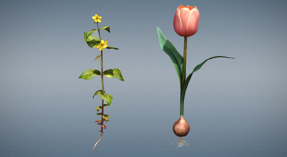 Нэг талт ба хос талт үрт ургамлын ялгаа