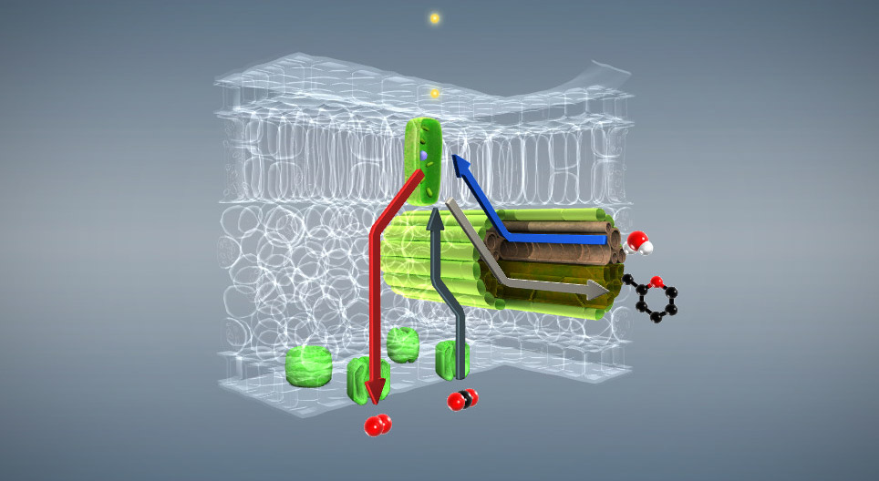 Фотосинтез (үндсэн)