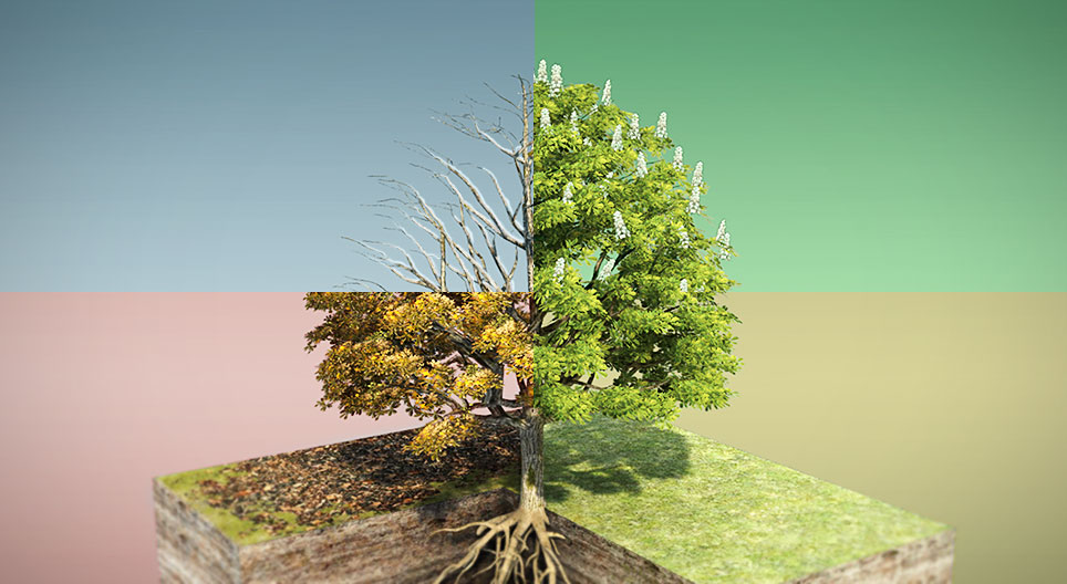 Морин туулайн бөөр