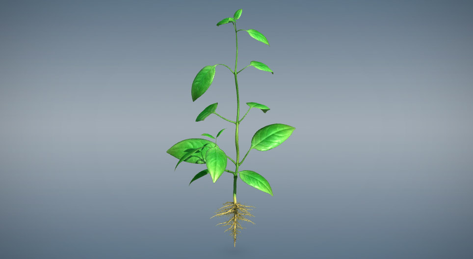 Ургамлын ургал эрхтнүүд