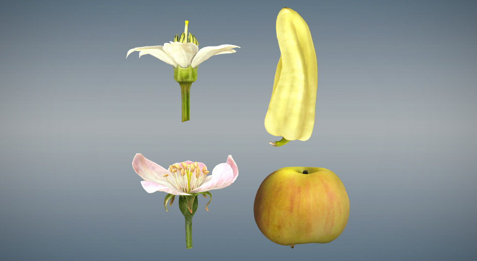 Жинхэнэ болон хуурамч жимсний ялгаа