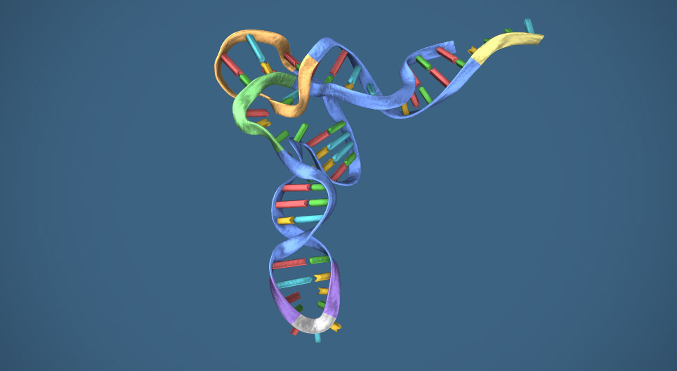 РНХ (Рибонуклейн хүчил)