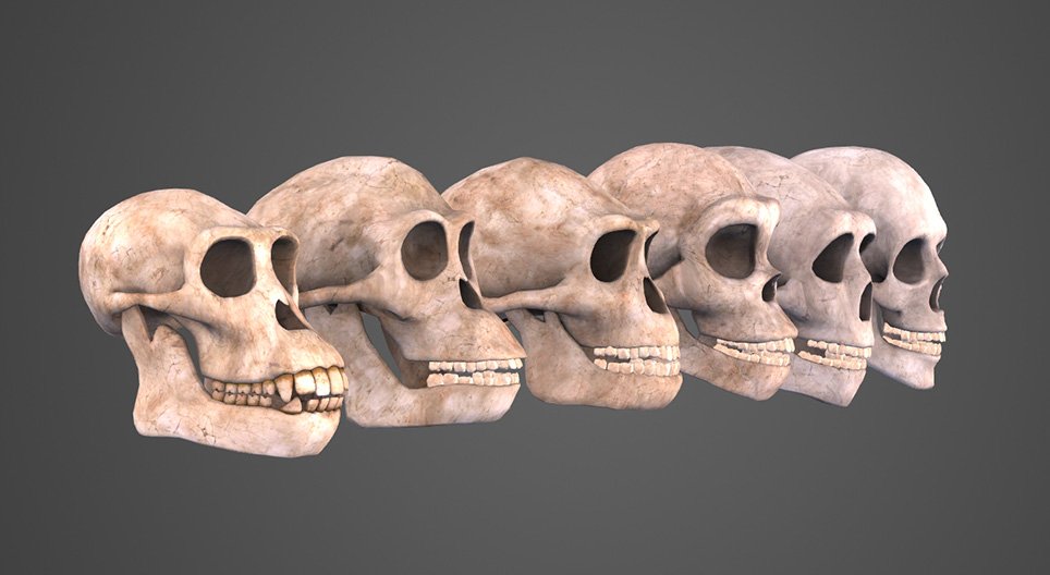 Хүний хувьсал