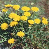 Багваахай цэцэг