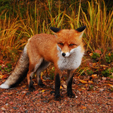 Fox