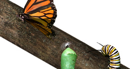 Төөлүүр хорхойноос эрвээхэй болтол