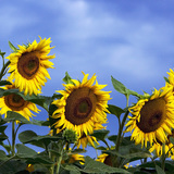 Наранцэцэг