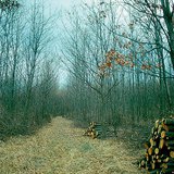 Залуу ойг сийрэгжүүлэх