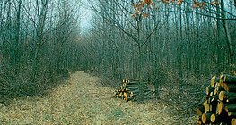 Залуу ойг сийрэгжүүлэх