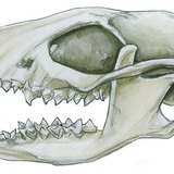 Шавж идэштний шүд