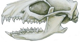 Шавж идэштний шүд