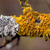 Улбар шар хаг (Xanthoria parietina)