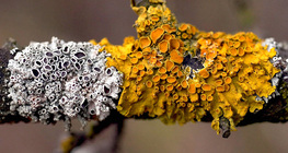 Улбар шар хаг (Xanthoria parietina)