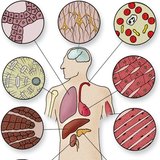 Эдийн эсүүдийн төрөл