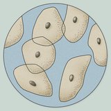 Хэлний гадаргуугаас гуужсан эпителийн эсийн микроскопын дүрс