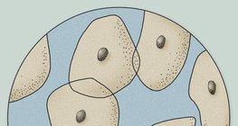 Хэлний гадаргуугаас гуужсан эпителийн эсийн микроскопын дүрс