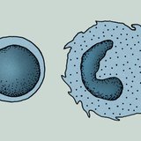 Дархлааны системийн эсүүд