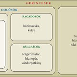 A gerincesek csoportosítása